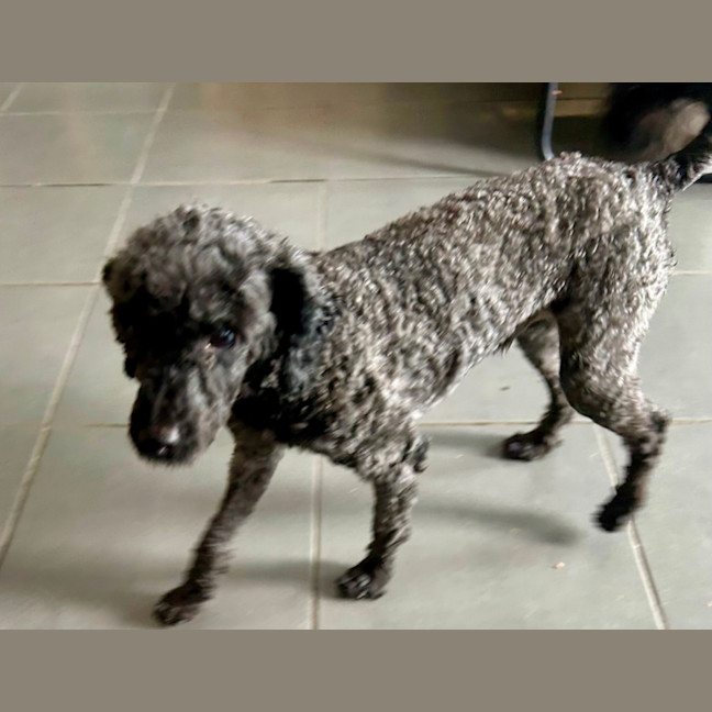 Photo of Bentley