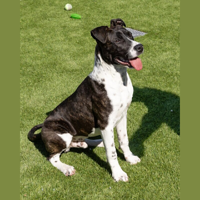 Photo of Rover