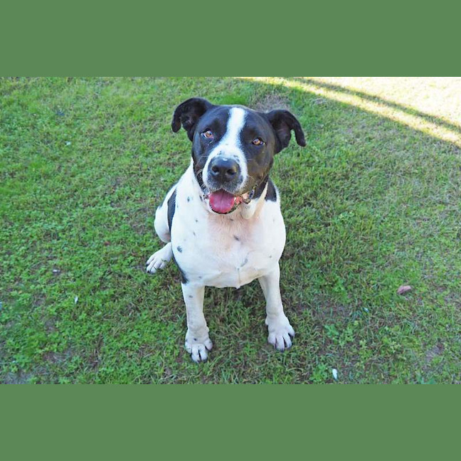 Photo of Lacey