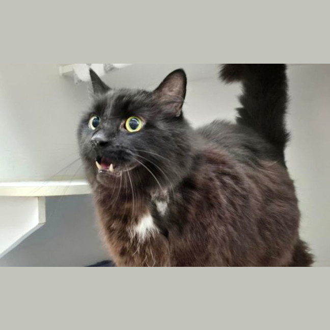 Photo of Domino