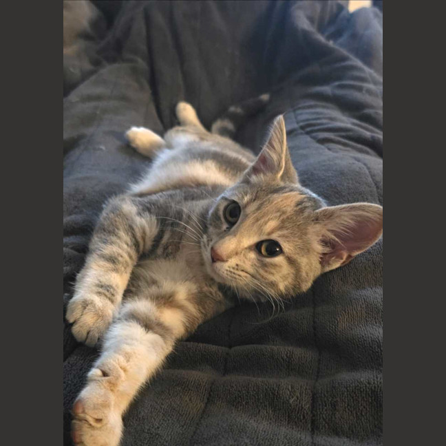 Photo of Peanut