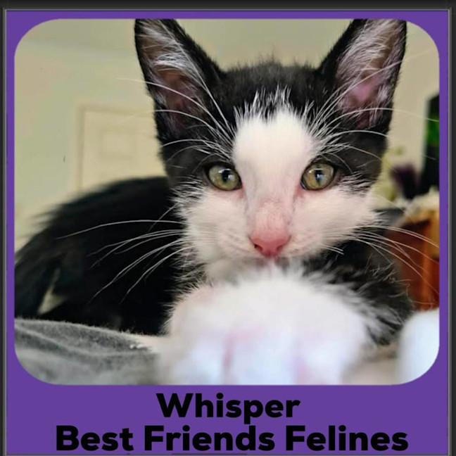Photo of Whisper 