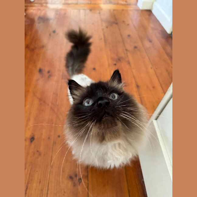 Photo of Jinx