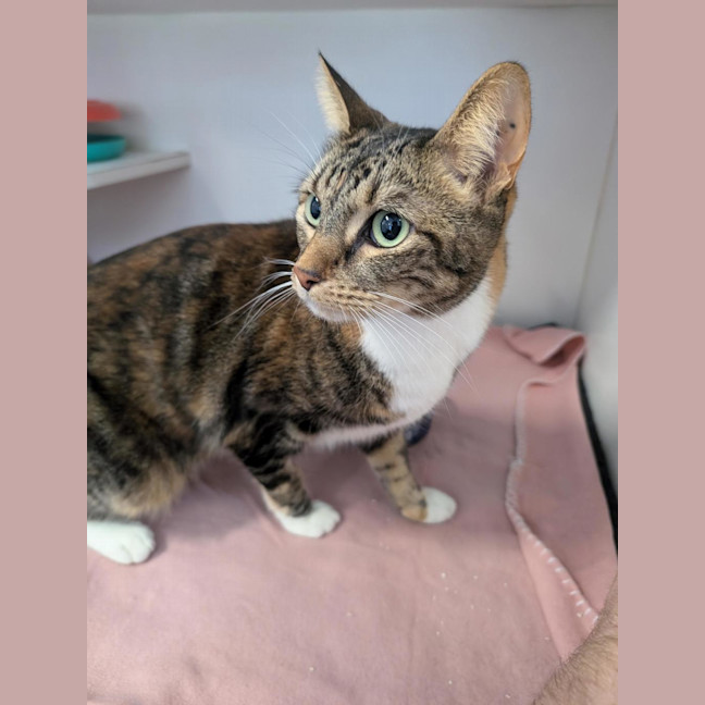 Photo of Nala 