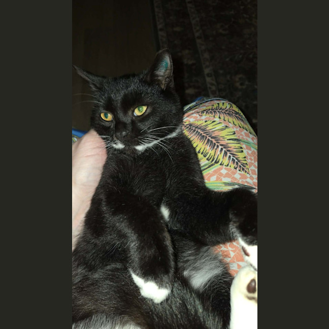 Photo of Angus