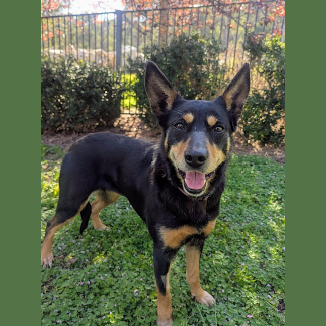 Photo of Pip