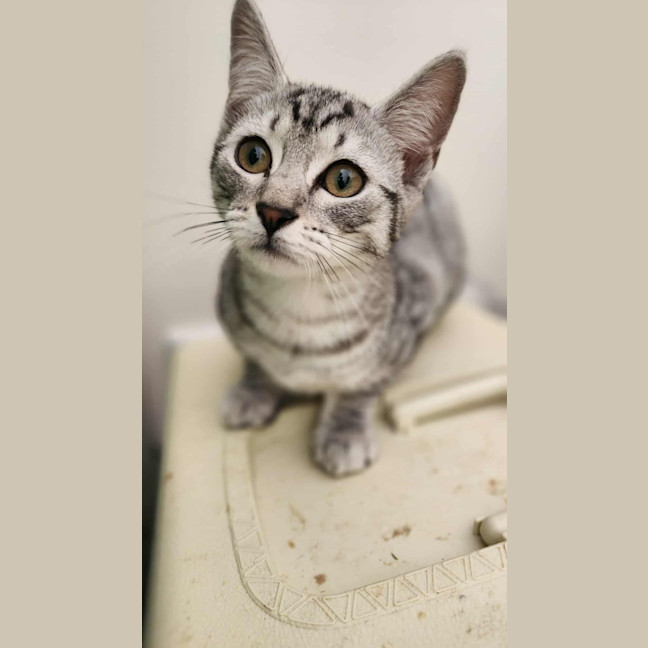 Photo of Frankie   In Foster Care In Healesville