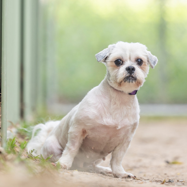 Photo of Willow