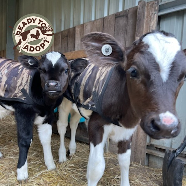 Photo of Milton & Simba