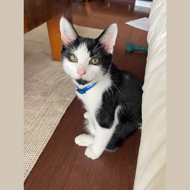 Photo of 🍪 Cookie 🍪 