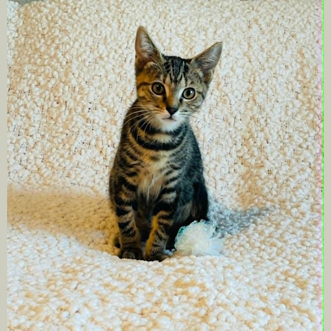 Photo of Wetta 
