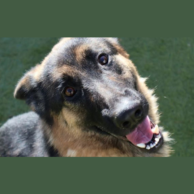 Photo of Willow