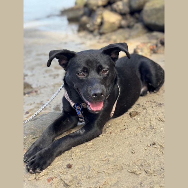 Photo of Pepper   3 Year Old Staffy X