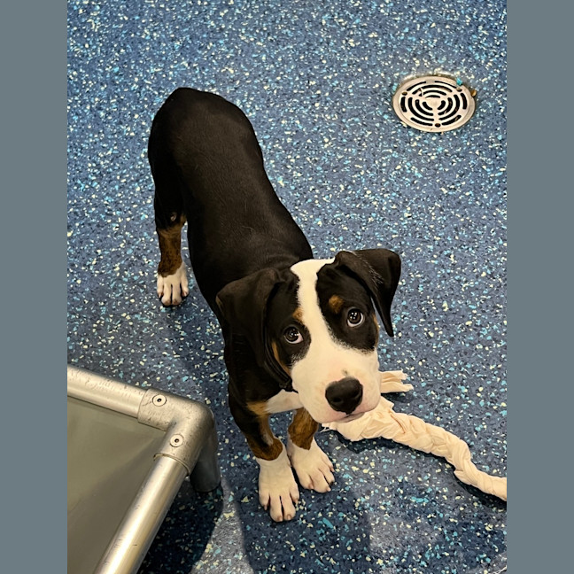 Photo of Maverick