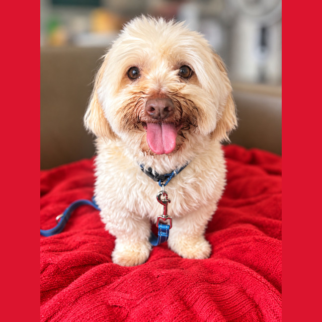 Photo of Coco