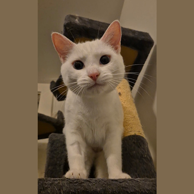 Photo of Bella