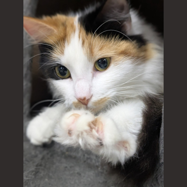 Photo of 🎀Brigita 6395 🎀