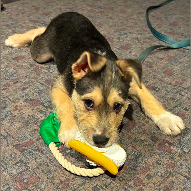 Photo of Chief