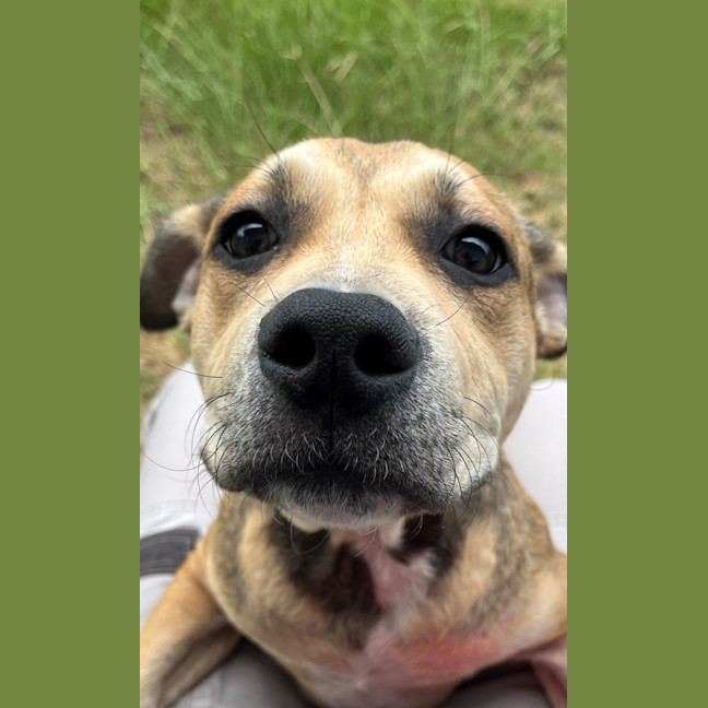 Photo of Dobby (9182)