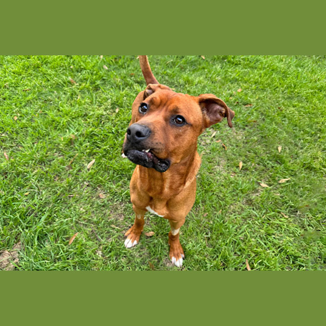 Photo of Simba