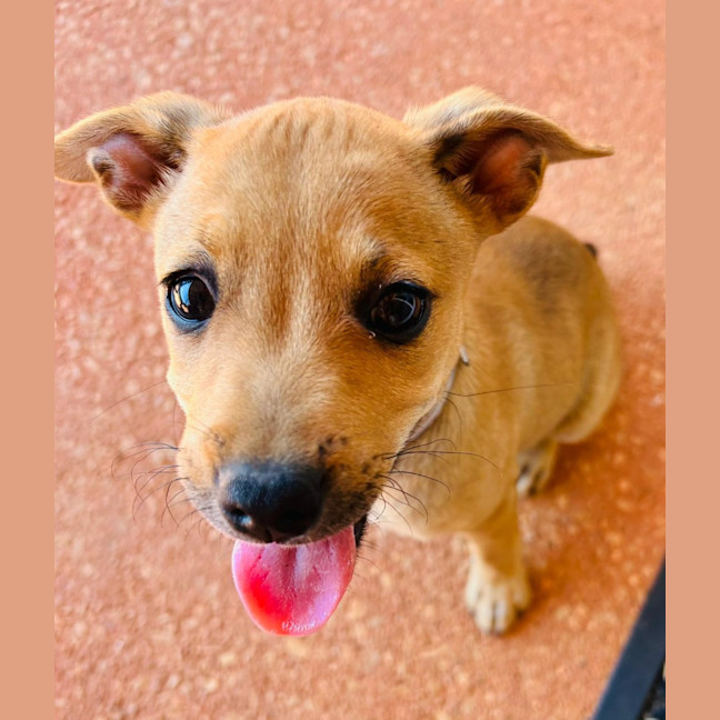 Photo of Huckleberry