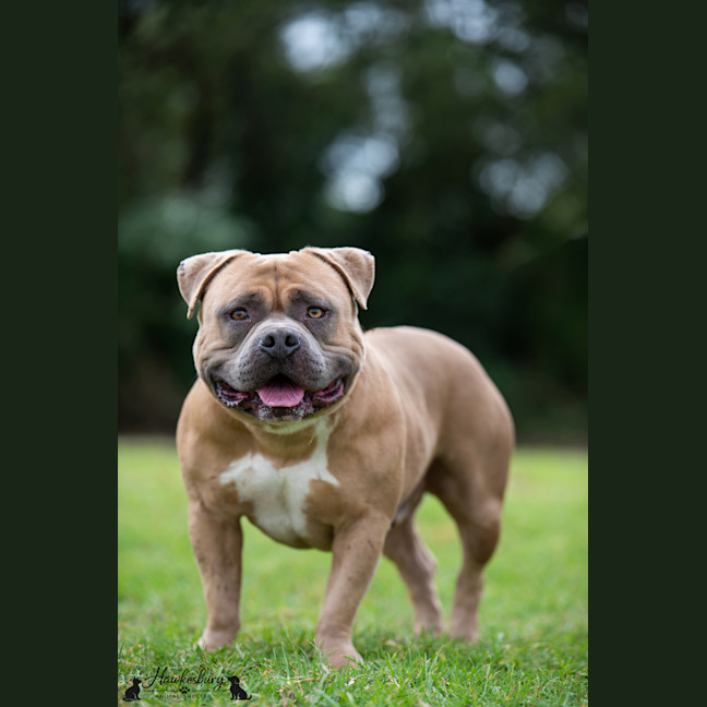Photo of Bowser