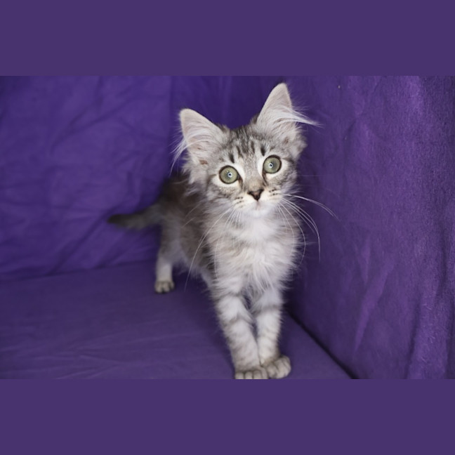 Photo of Gadget