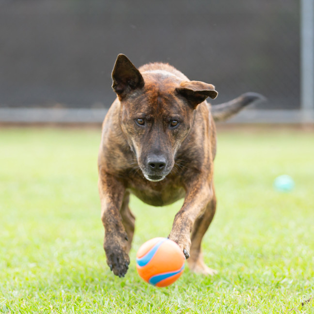 Photo of Rusty