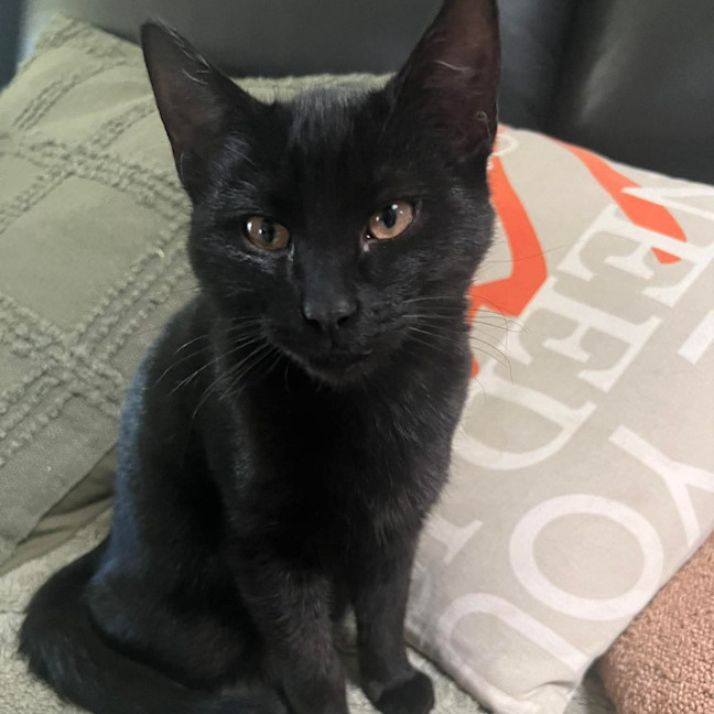 Photo of Sassy