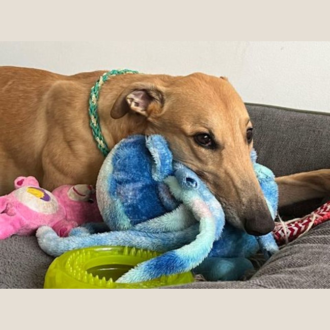 Photo of Bob, The Greyhound