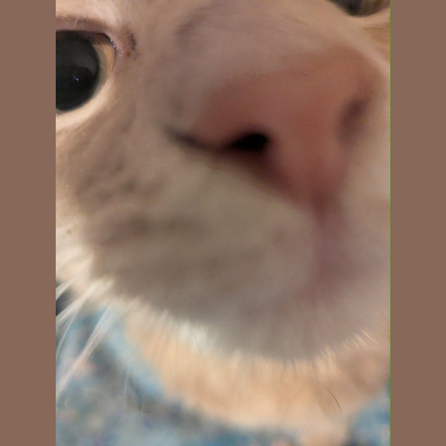 Photo of Mittens