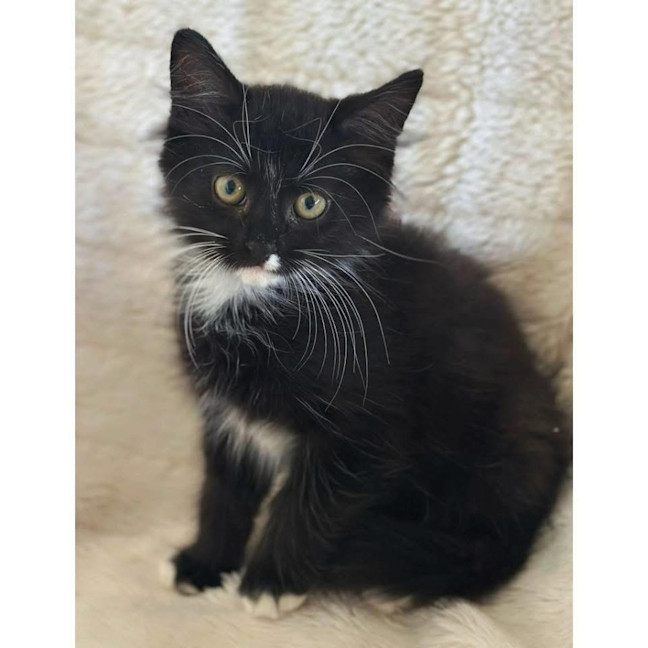 Photo of 11981   Caracal