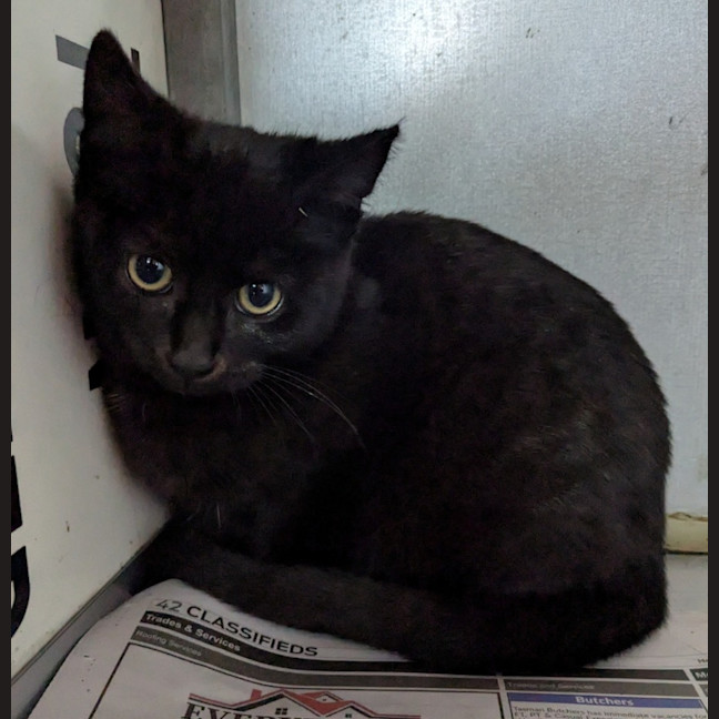 Photo of Mushroom Magee