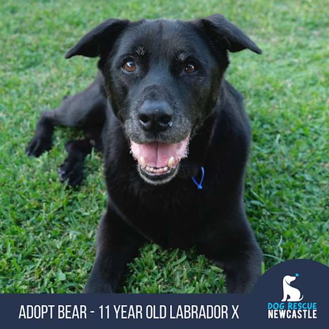 Photo of Bear   11 Year Old Labrador X