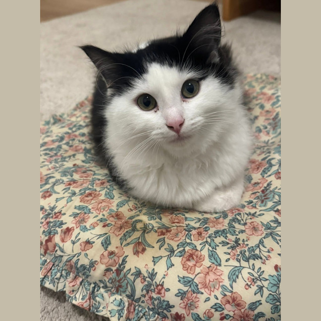 Photo of Biscuit