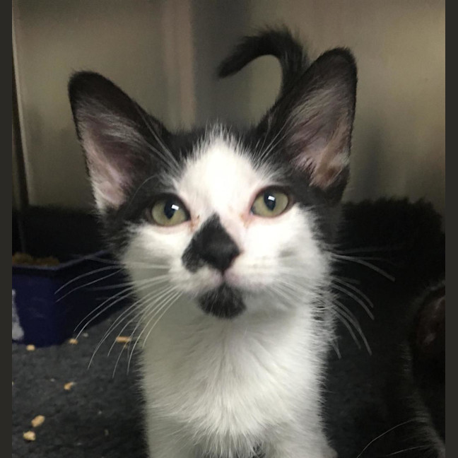 Photo of Merlin