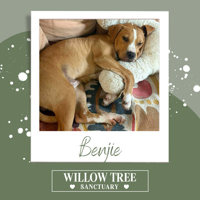 Photo of Benjie