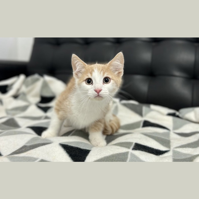 Photo of Taco
