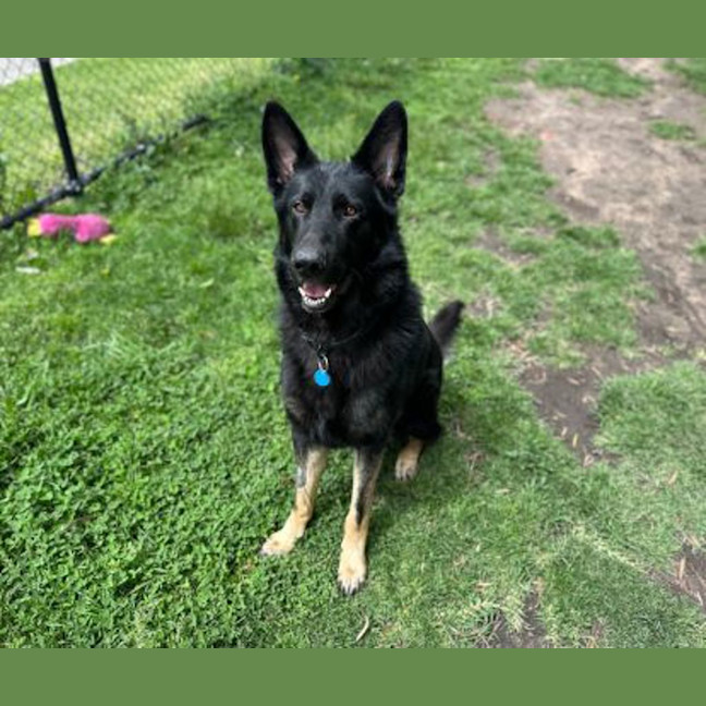 Photo of Koda