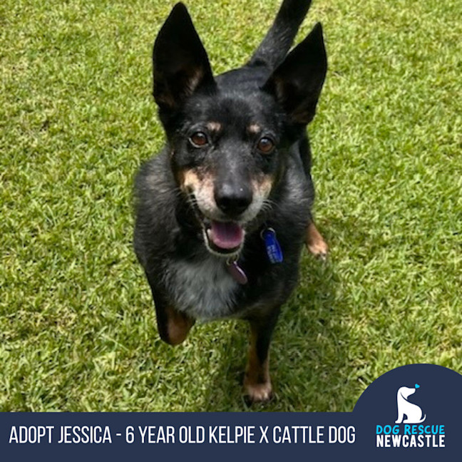 Photo of Jessica   6 Year Old Kelpie X Cattle Dog