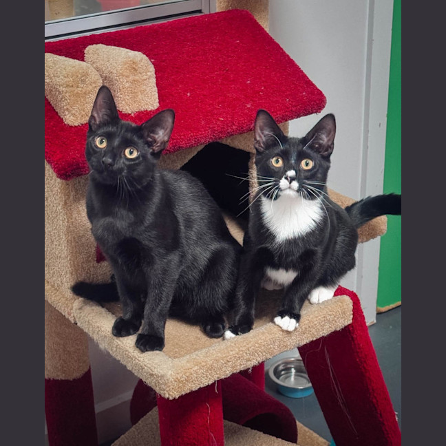 Photo of Oscar (& Ollie)