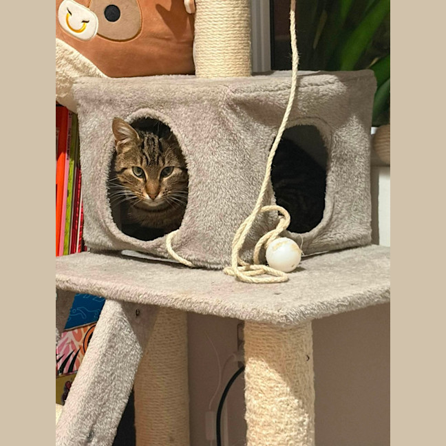 Photo of Parsnip