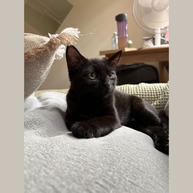 Photo of Ivy