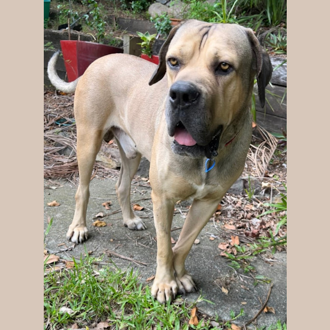 Photo of Marmalade *$350 Adoption Fee*