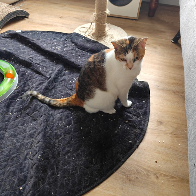 Photo of Mango / Cleo