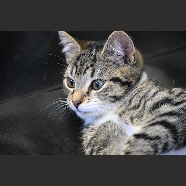 Photo of Indie
