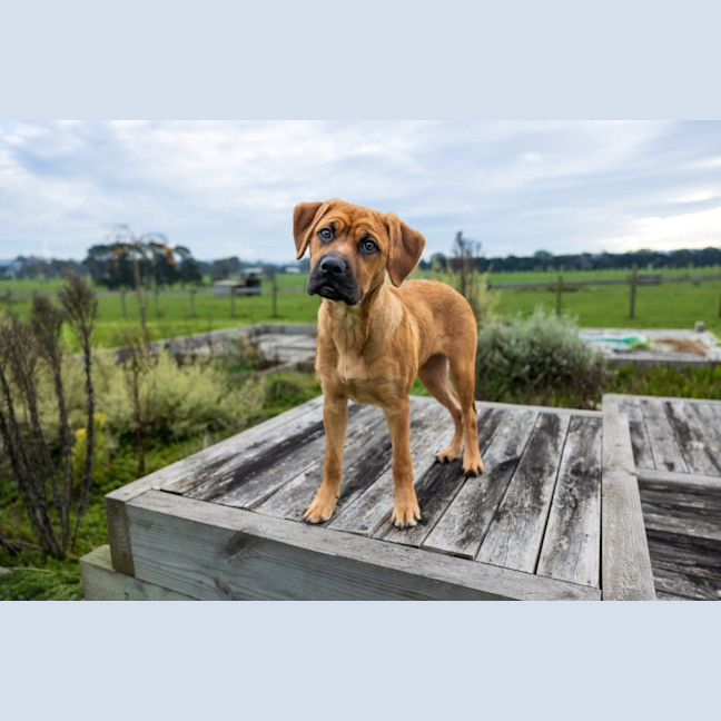 Photo of Lotti