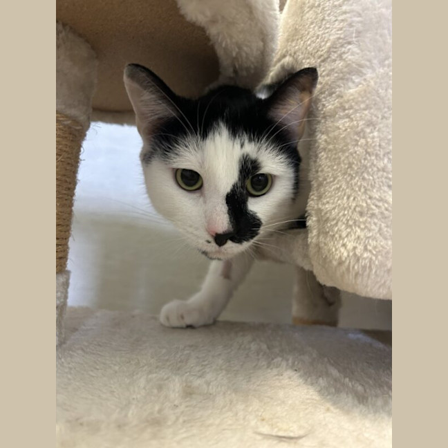 Photo of Patches