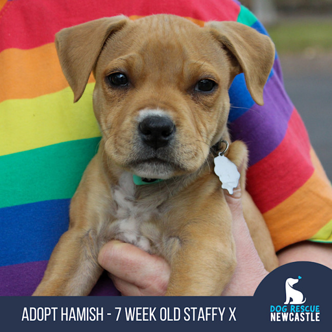 Photo of Hamish   11 Week Old Staffy X (Trial