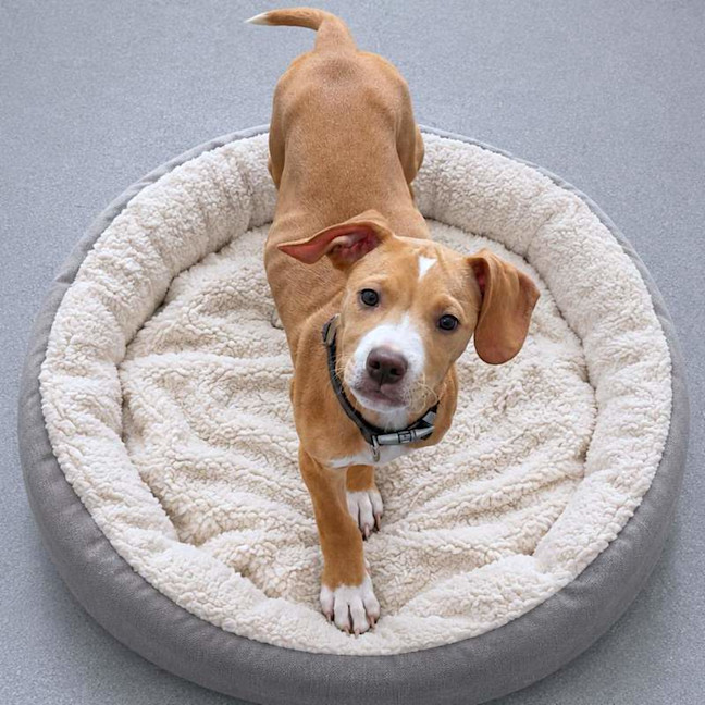 Photo of Chilli